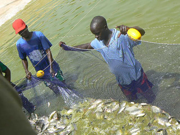 Sénégal : La production de l’aquaculture hausse de 24,9% en 2021 Sénégal : La production de l’aquaculture hausse de 24,9% en 2021