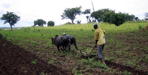 La plate-forme de dialogue des agriculteurs - Essentiel à la politique foncière en Afrique