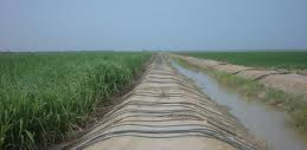 Sénégal: Petite irrigation locale - La BAD pour une vulgarisation à grande échelle du Papil
