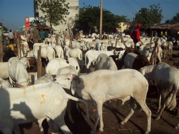 TABASKI - Moutons importés du Mali : Seuls 30.200 têtes enregistrées