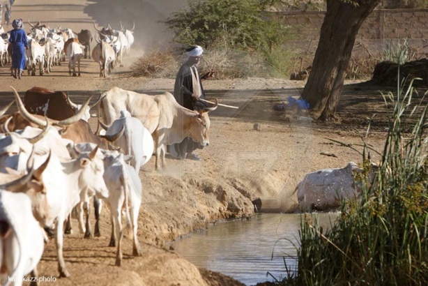 RAPPORT SUR LE FONCIER PASTORAL AU SENEGAL : «LE DOMAINE NATIONAL N'ACCORDE PAS DE PLACE SPÉCIFIQUE A L'ELEVAGE» RAPPORT SUR LE FONCIER PASTORAL AU SENEGAL : «LE DOMAINE NATIONAL N'ACCORDE PAS DE PLACE SPÉCIFIQUE A L'ELEVAGE»