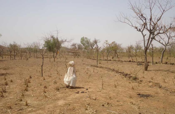 Changement climatique dans l’Est du Sénégal : L’agriculture et l’élevage, principales victimes Changement climatique dans l’Est du Sénégal : L’agriculture et l’élevage, principales victimes