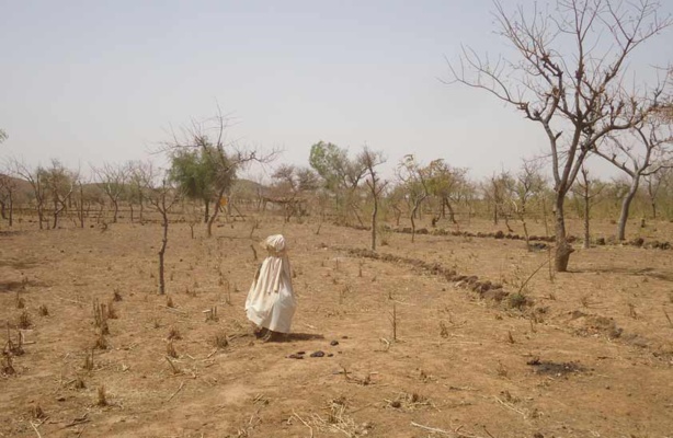 Changement climatique dans l’Est du Sénégal : L’agriculture et l’élevage, principales victimes