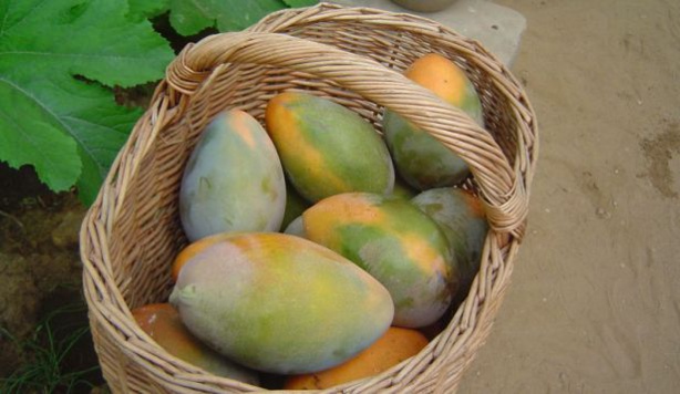 Agriculture : De nouvelles perspectives se dessinent pour la filière mangue au Sénégal Agriculture : De nouvelles perspectives se dessinent pour la filière mangue au Sénégal