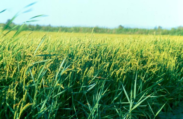L’Afrique de l’Ouest tire la production rizicole africaine vers des records