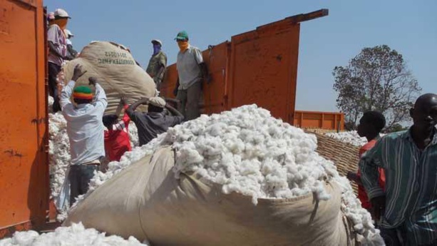 Coton : Hausse de 7,7% de la production de coton au Sénégal à fin juillet 2014