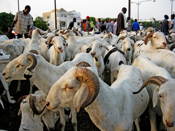 188.000 moutons entrés par le poste de Kidira depuis le 10 août