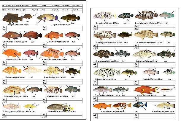 Pêche: Oumar Guèye ordonne le repos biologique sur deux espèces de poisson