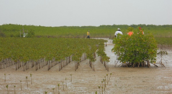 Un officiel préconise une réflexion sur la disparition de la mangrove