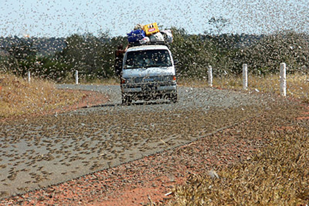 Madagascar : L’arrêt de l’invasion acridienne n’exclut pas un grand risque de résurgence Madagascar : L’arrêt de l’invasion acridienne n’exclut pas un grand risque de résurgence