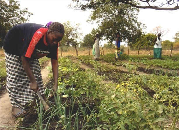 Sénégal: Gestion durable des terres - Le Sénégal se dote d'un cadre d'investissement stratégique Sénégal: Gestion durable des terres - Le Sénégal se dote d'un cadre d'investissement stratégique