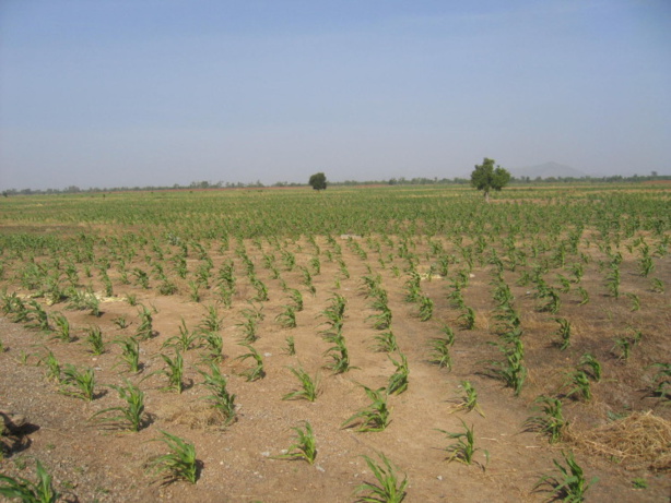 « Clim Dev Afrique » pour plus d'investissement sur la recherche en changement climatique « Clim Dev Afrique » pour plus d'investissement sur la recherche en changement climatique