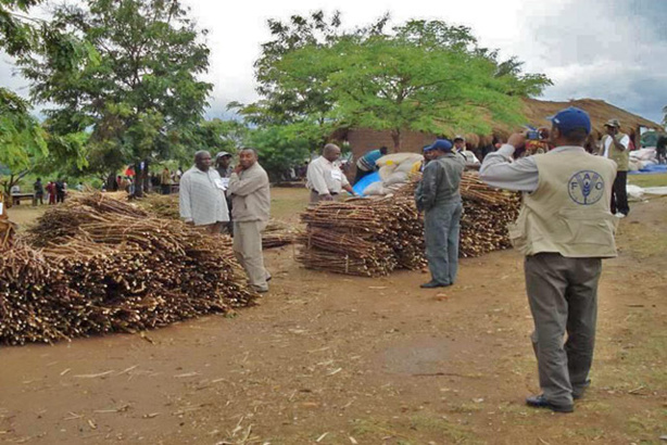 Afrique: Ebola - la FAO lance un programme pour lutter contre les menaces qui pèsent sur la sécurité alimentaire Afrique: Ebola - la FAO lance un programme pour lutter contre les menaces qui pèsent sur la sécurité alimentaire