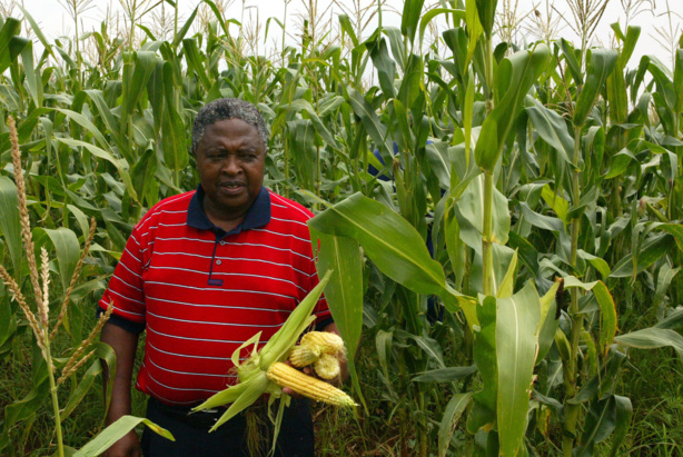 Afrique: Bonnes récoltes et stocks abondants continuent à favoriser la baisse des prix alimentaires Afrique: Bonnes récoltes et stocks abondants continuent à favoriser la baisse des prix alimentaires