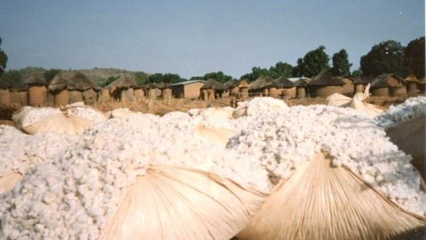 La conjoncture internationale suscite des inquiétudes en Afrique autour de la filière coton