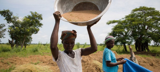 © Amaati Group Au Ghana, la start-up Amaati Group aide les femmes à cultiver et commercialiser le fonio indigène.