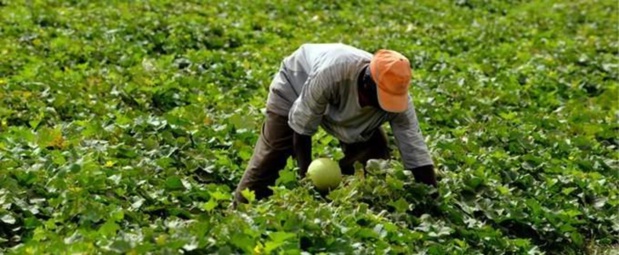 Développement de l’agriculture en Afrique : Le Coraf organise un atelier de planification du Pddaa du 22 au 24 février Développement de l’agriculture en Afrique : Le Coraf organise un atelier de planification du Pddaa du 22 au 24 février