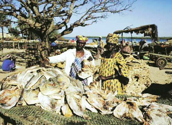 Transformation artisanale des produits halieutiques : Greenpeace pour la reconnaissance du statut juridique des femmes Transformation artisanale des produits halieutiques : Greenpeace pour la reconnaissance du statut juridique des femmes