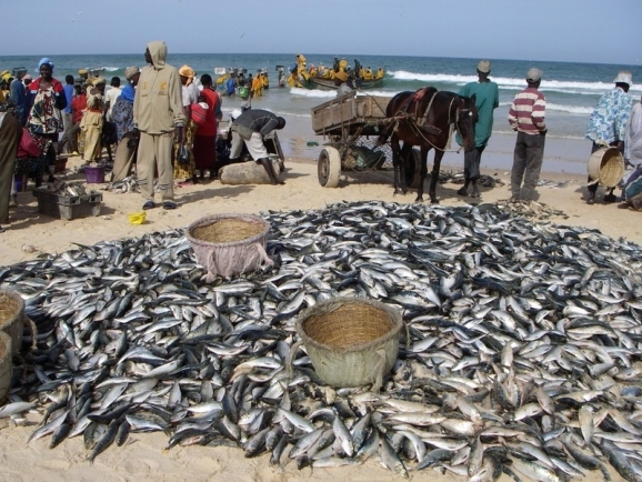 Conjoncture : Stabilité du secteur primaire en septembre 2014 au Sénégal