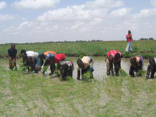 Le Mali a connu une production de 2,3 millions de tonnes de riz paddy en 2014