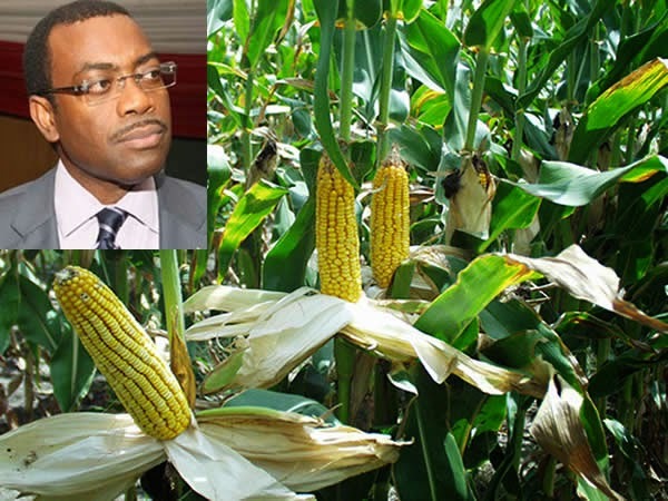 L’agenda de transformation agricole du Nigeria a attiré 6 milliards $ d’investissements en 3 ans