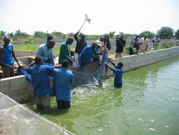 Afrique: Le développement rapide de l'aquaculture améliore la nutrition grâce aux micronutriments, selon la FAO