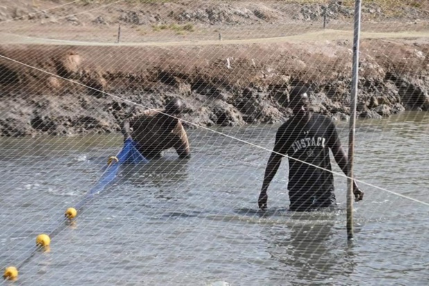 Montée en puissance du sous-secteur de l’aquaculture : Macky Sall fait trois recommandations au ministre des Pêches Montée en puissance du sous-secteur de l’aquaculture : Macky Sall fait trois recommandations au ministre des Pêches