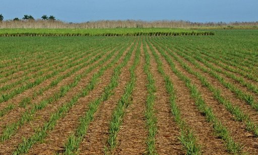 Les décideurs politiques africains se prononcent pour les Principes directeurs des investissements fonciers Les décideurs politiques africains se prononcent pour les Principes directeurs des investissements fonciers