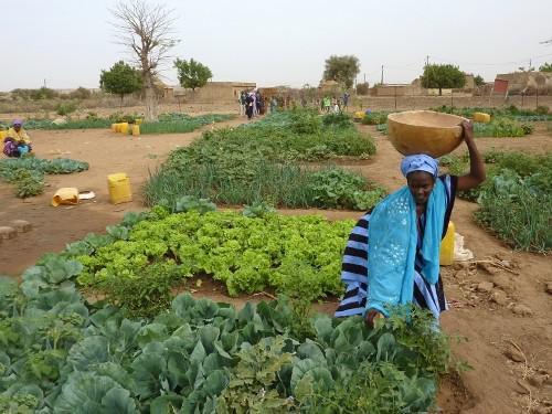 Sénégal: Les contraintes de la filière horticole seront levées