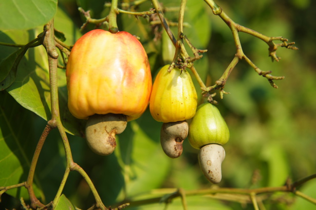 Afrique: Production de la noix de cajou - La Côte d'Ivoire fournit 20% de l'offre mondiale