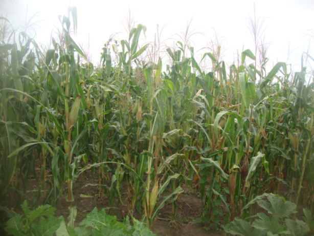 Mil : les pertes post-récolte évaluées entre 25% et 40% de la production Mil : les pertes post-récolte évaluées entre 25% et 40% de la production