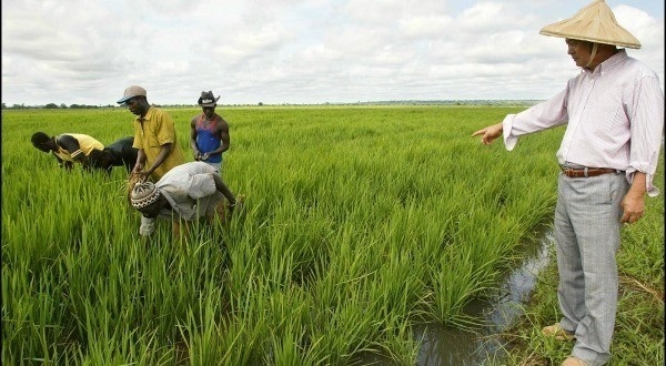 La Mauritanie engage des réformes foncières pour atteindre son autosuffisance rizicole La Mauritanie engage des réformes foncières pour atteindre son autosuffisance rizicole