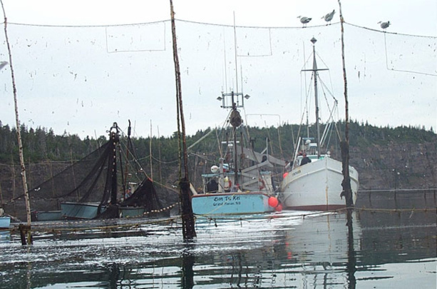 La Conférence Internationale sur l’« Approche écosystémique de la gestion des pêches et de l'environnement marin dans les eaux ouest-africaines » , prévue du 9 au 11 Décembre à Dakar La Conférence Internationale sur l’« Approche écosystémique de la gestion des pêches et de l'environnement marin dans les eaux ouest-africaines » , prévue du 9 au 11 Décembre à Dakar
