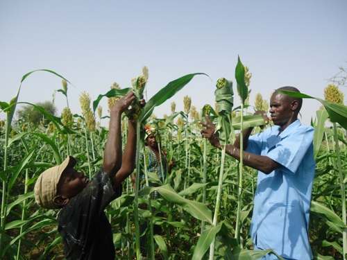 SENEGAL: La sécurité alimentaire est un objectif à portée de main SENEGAL: La sécurité alimentaire est un objectif à portée de main