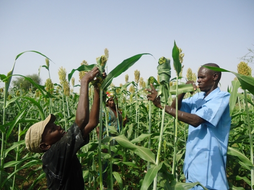 SENEGAL: La sécurité alimentaire est un objectif à portée de main