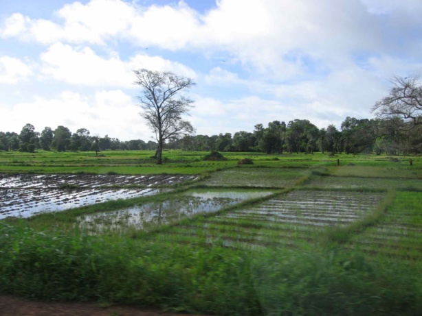 7 millions de dollars de la Banque mondiale en faveur des élevés et petits riziculteurs de la Guinée-Bissau 7 millions de dollars de la Banque mondiale en faveur des élevés et petits riziculteurs de la Guinée-Bissau