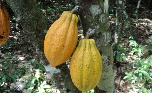 Transformation du cacao – Aprés la production, la Côte d'Ivoire bientôt le leader mondial