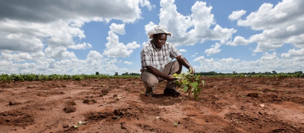 Financement de l’adaptation climatique en Afrique : L’Onu exhorte les décideurs mondiaux à suivre l’exemple de la Bad