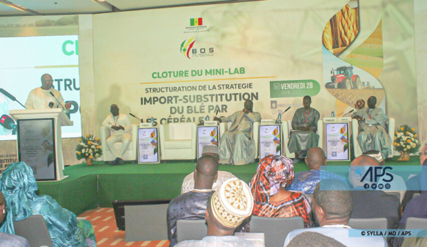 Sénégal : Vers la substitution du blé importé par les céréales locales Sénégal : Vers la substitution du blé importé par les céréales locales
