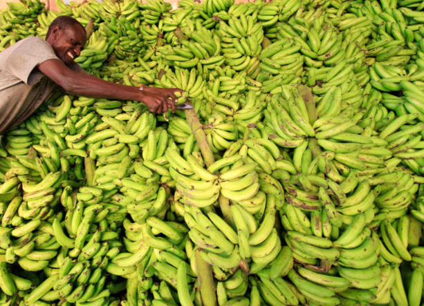 Afrique: La FAO préconise une réponse mondiale face à la fusariose de la banane