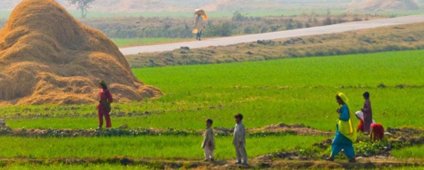 L'agriculture familiale et la nutrition en première ligne en 2014