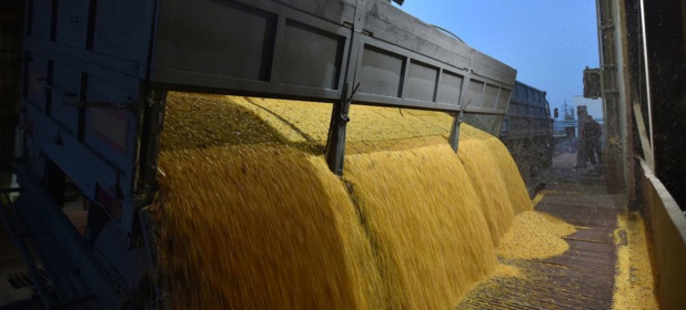 © FAO/Genya Savilov Un camion décharge des grains de maïs dans une usine de traitement des céréales à Skvyra, en Ukraine.      2 juin 2023Développement économique