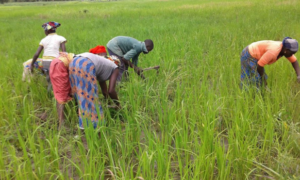 Campagne agricole 2023-2024 : Macky Sall pour une mise en place effective et efficace des intrants