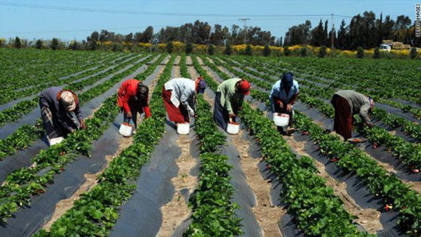Emplois des jeunes: Taux d’activité élevé des jeunes dans trois zones agricoles du Sénégal, selon une étude