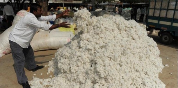 Agriculture : La SODEFITEX citée en exemple pour sa dynamique de production de coton de qualité