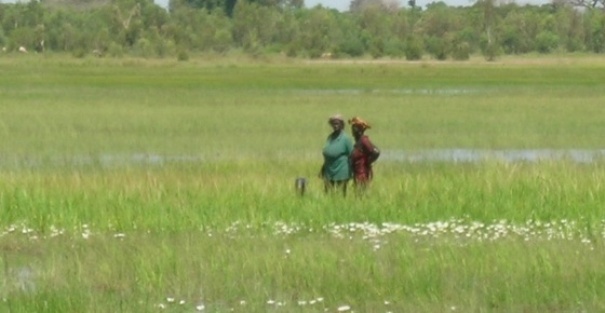 Sénégal : 7 milliards de la CNCAS pour le riz de contre-saison de la vallée