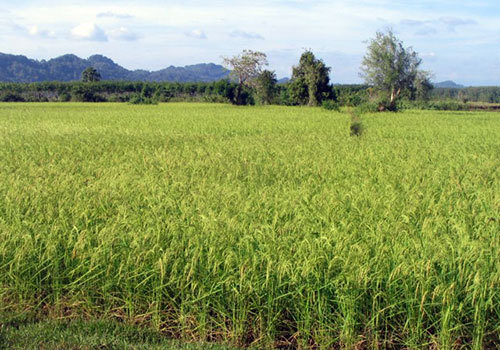 Autosuffisance en riz : Macky Sall satisfait des résultats enregistrés