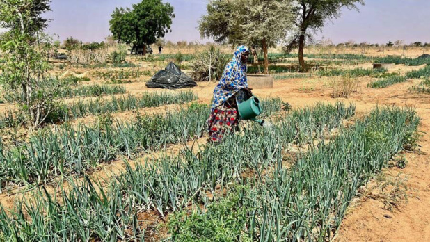PAM/Souleymane Ag Anara Une femme arrose un jardin communautaire sous un soleil de plomb à Satara, au Niger.