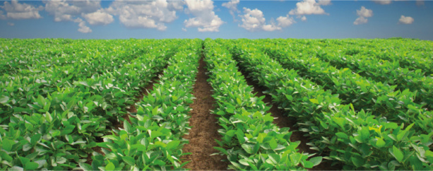 Les besoins sénégalais en services agricoles évalués à 16 milliards de FCFA Les besoins sénégalais en services agricoles évalués à 16 milliards de FCFA