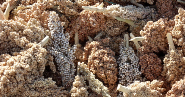 Sénégal : La campagne agricole 2014/15 serait marquée par une légère baisse de la production de céréales Sénégal : La campagne agricole 2014/15 serait marquée par une légère baisse de la production de céréales